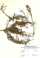 藏品(蠅子草)的圖片